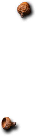 Ayder Keyf - Restaurant