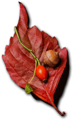 Ayder Keyf - Restaurant